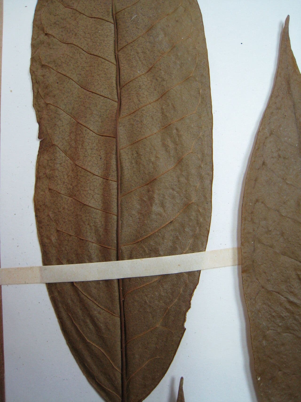Anaxagorea 17