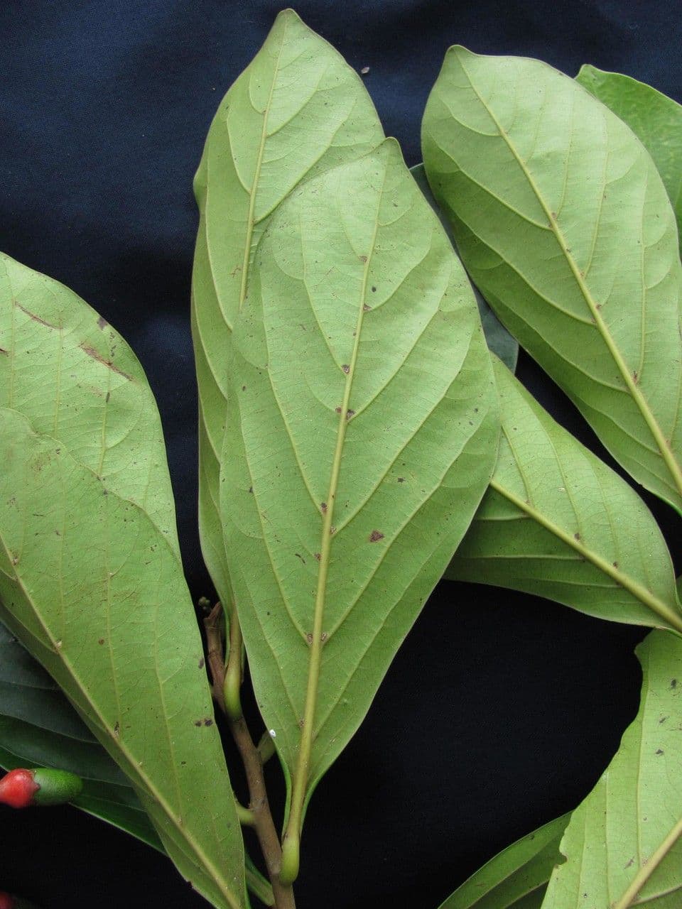 Ocotea insulare 11