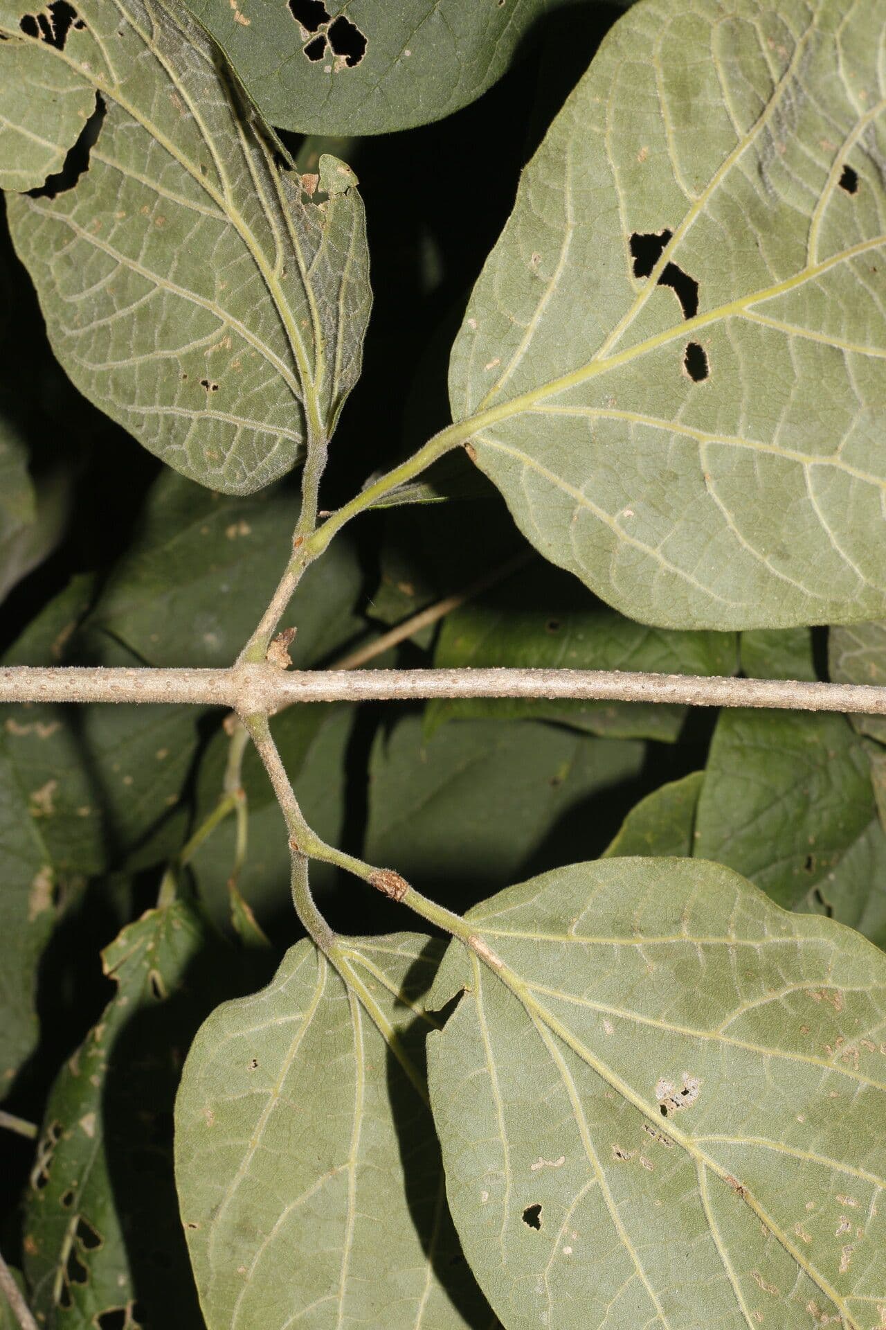 Fridericia 6