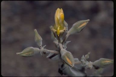 Mentzelia