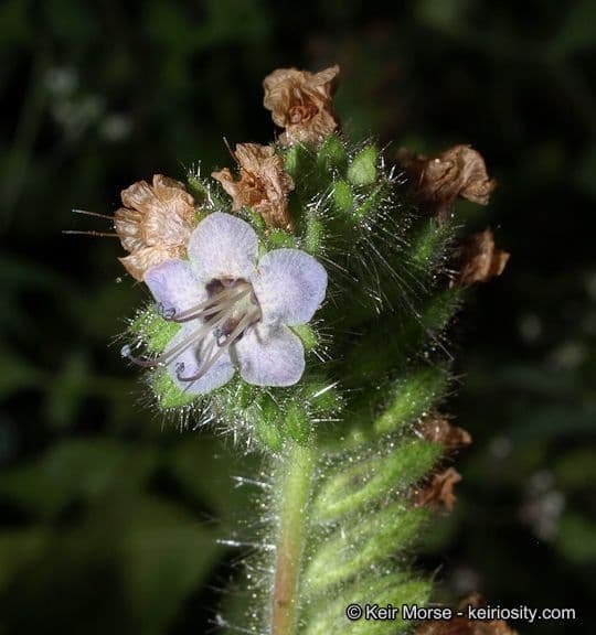 Fagelia ramosa 3