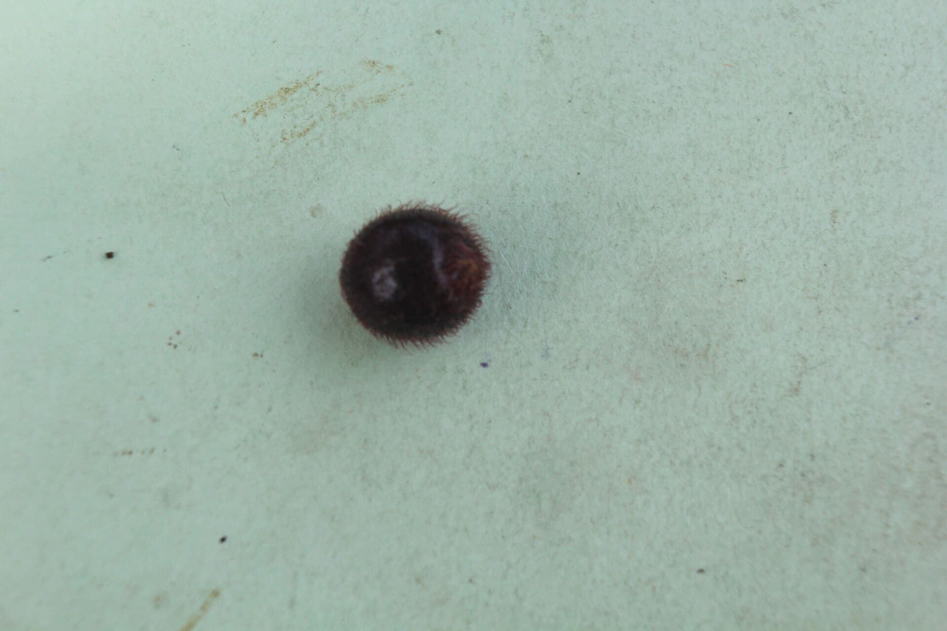 Miconia sericea 2