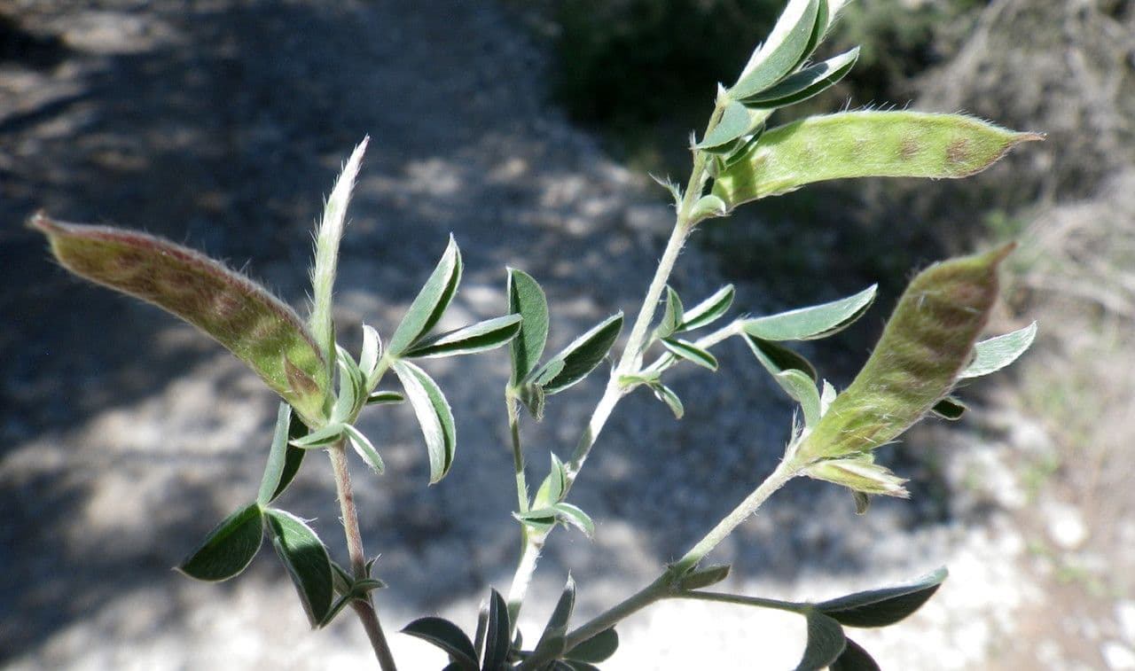 Citiso d'argento
