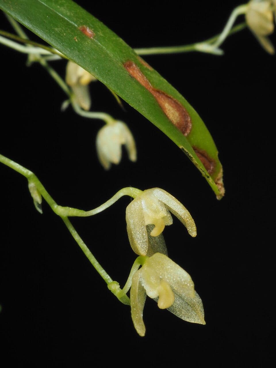 Bulbophyllum 4