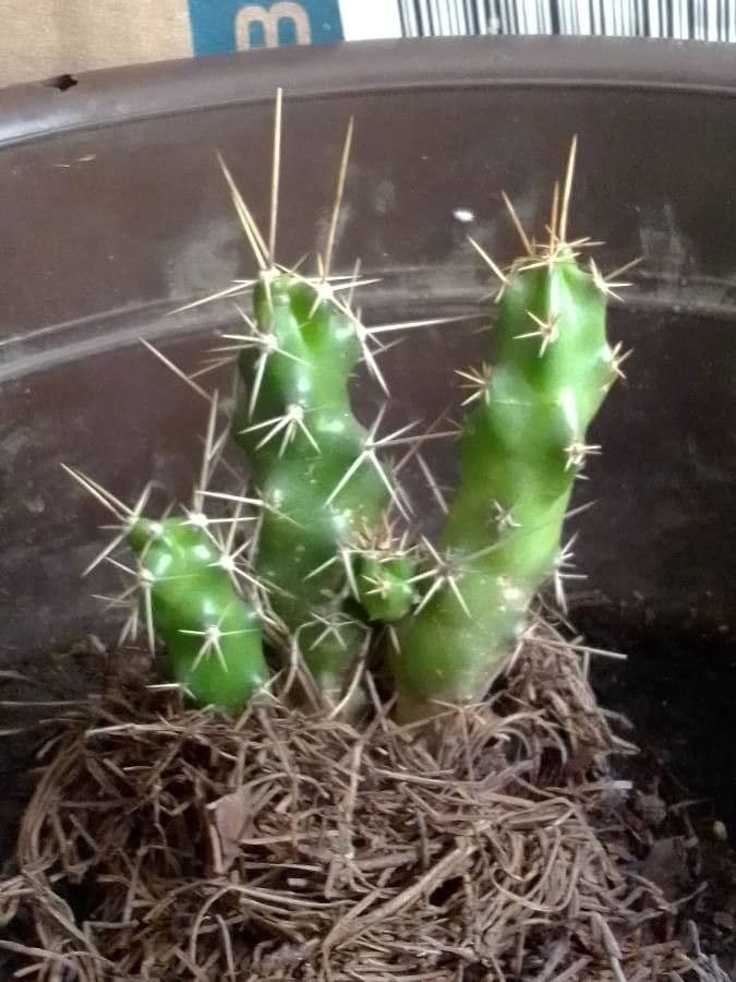 Cactus a cinque lobi 19