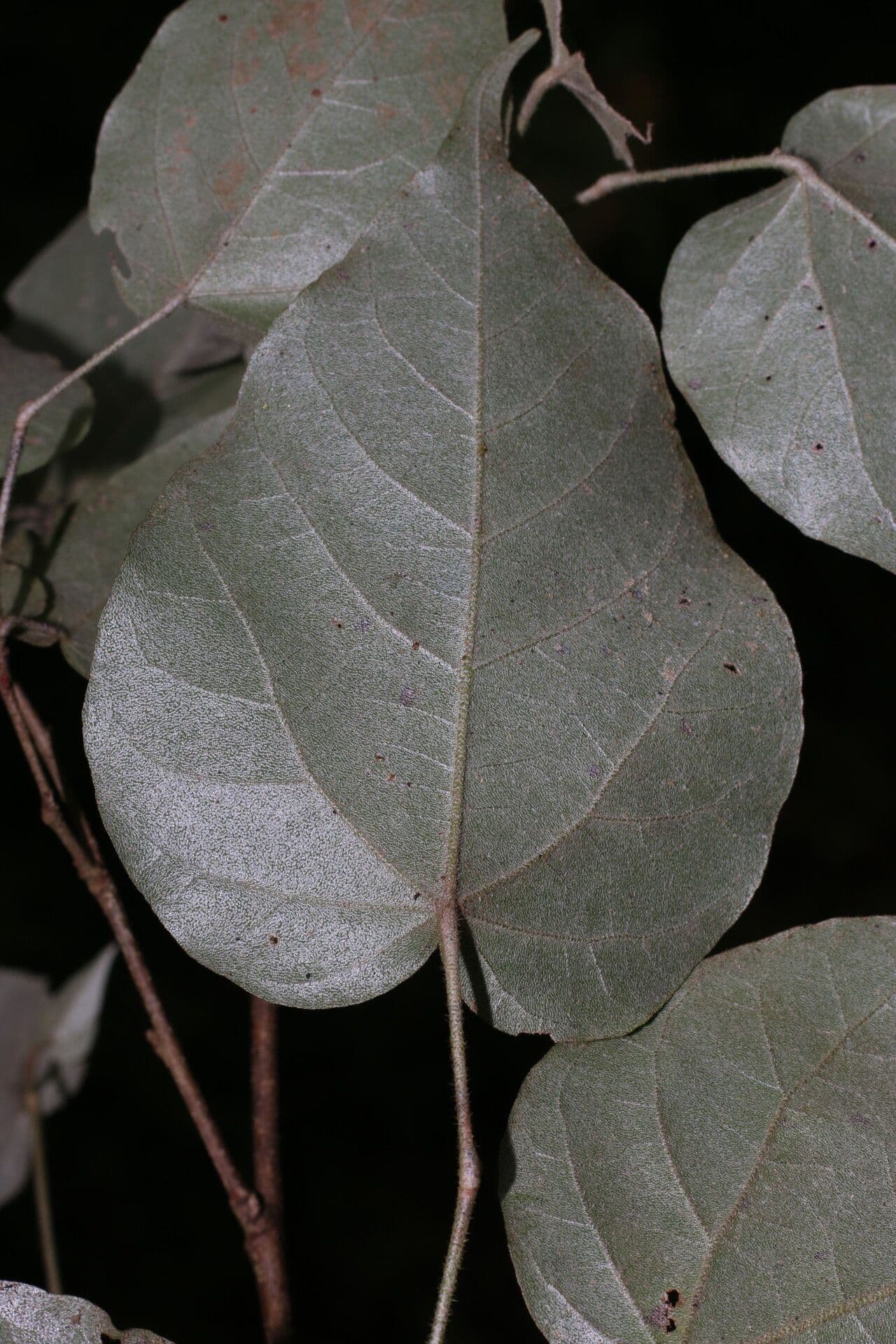 Croton niveo 4
