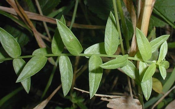 Salcerella lanceololata 12