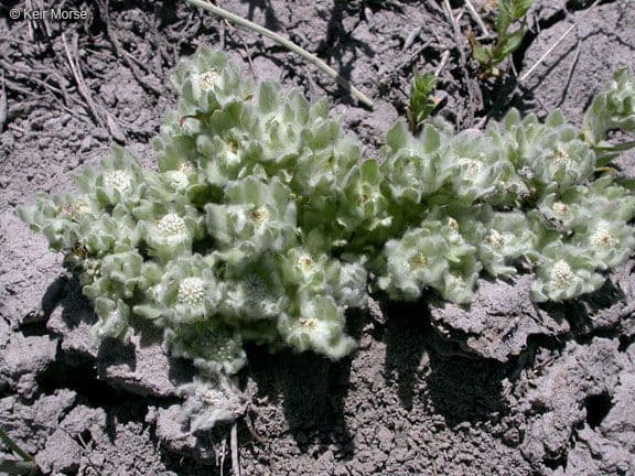Psilocarphus brevissimus 2