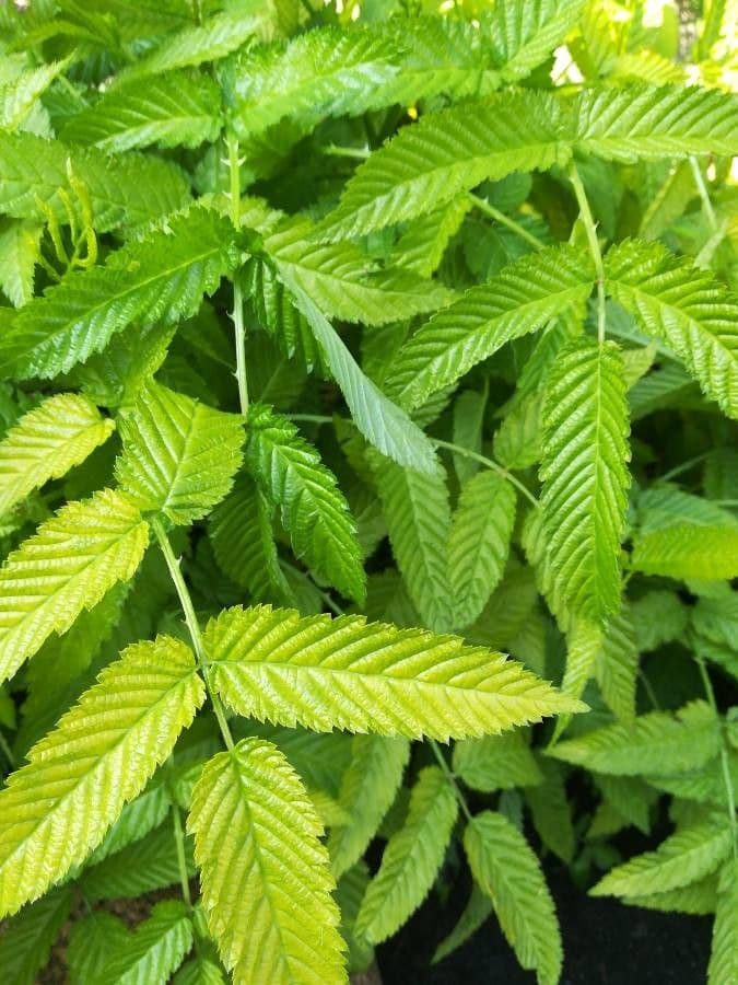Rubus illecebrosus 15