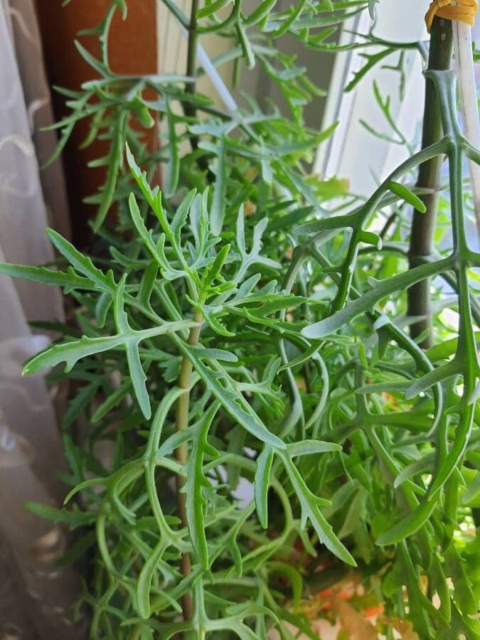 Kalanchoe 9