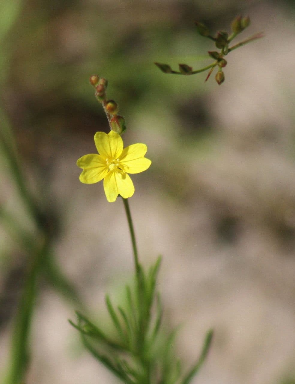 Oenothera 6