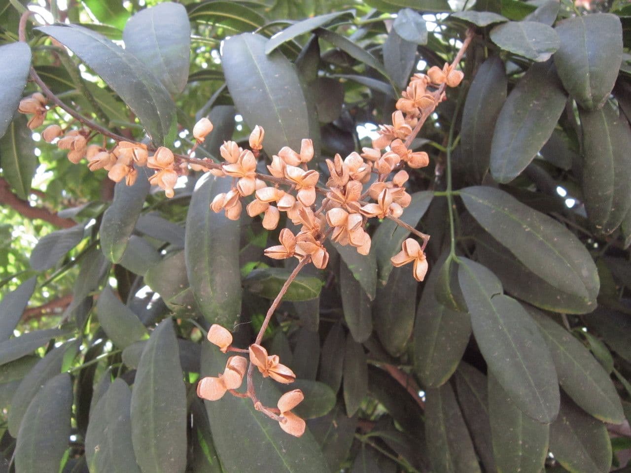 Pilocarpus pernatý 5