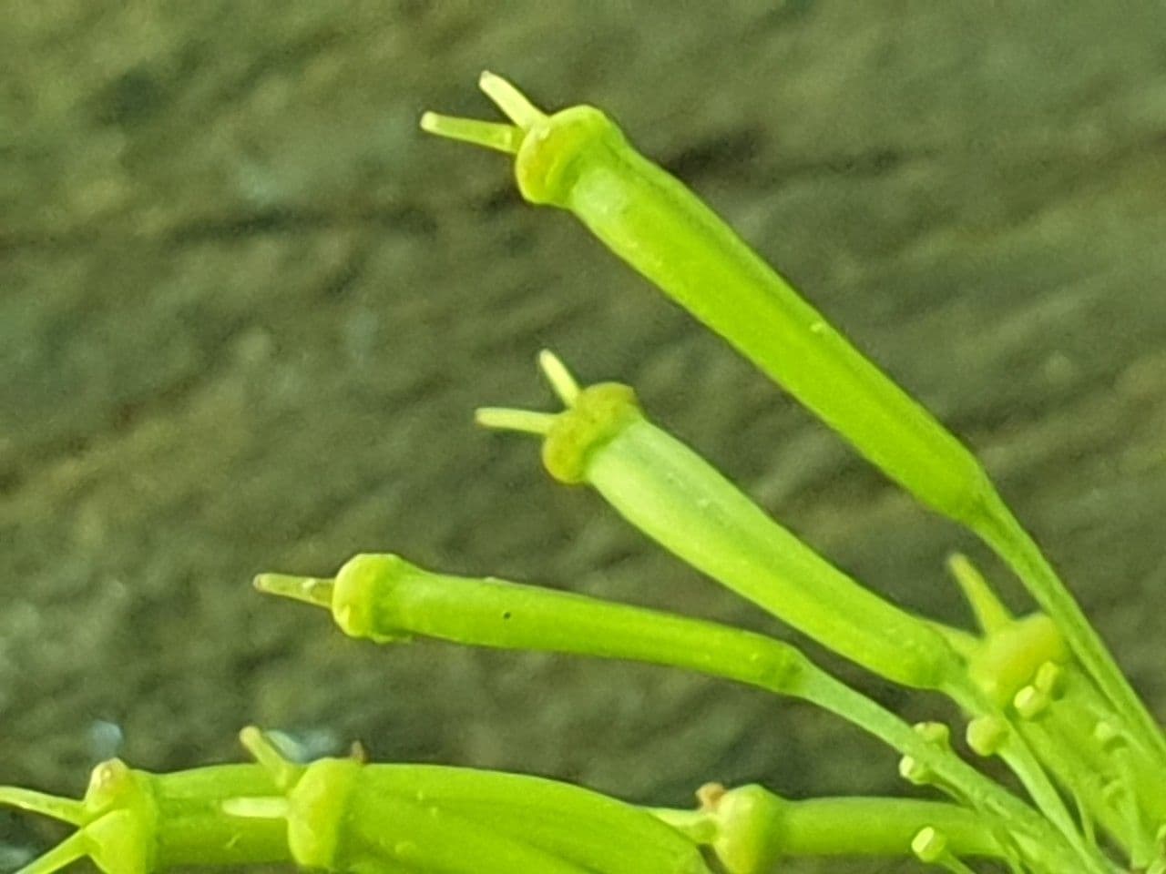 Cerfoglio aromatico 2