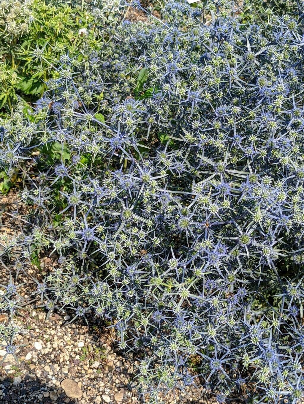 Panicaut 5