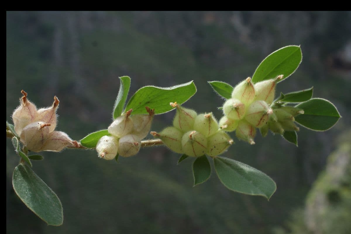 Tripodion tetraphyllum 2