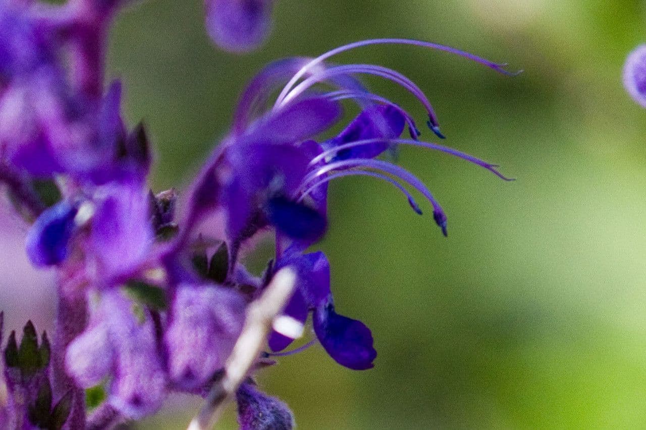 Trichostema 3