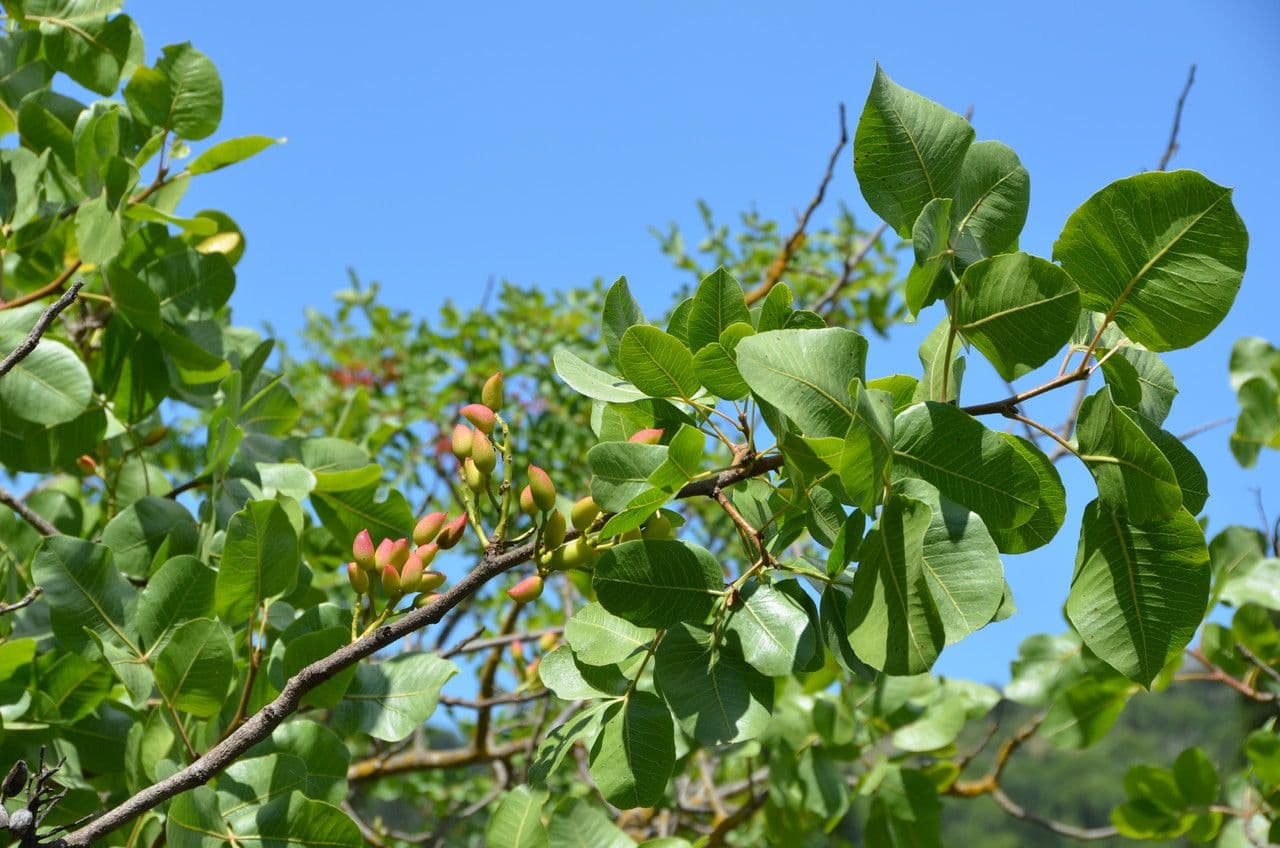 Pistacchio 6