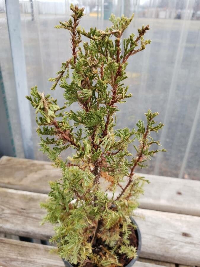 Atlantic white cypress 7