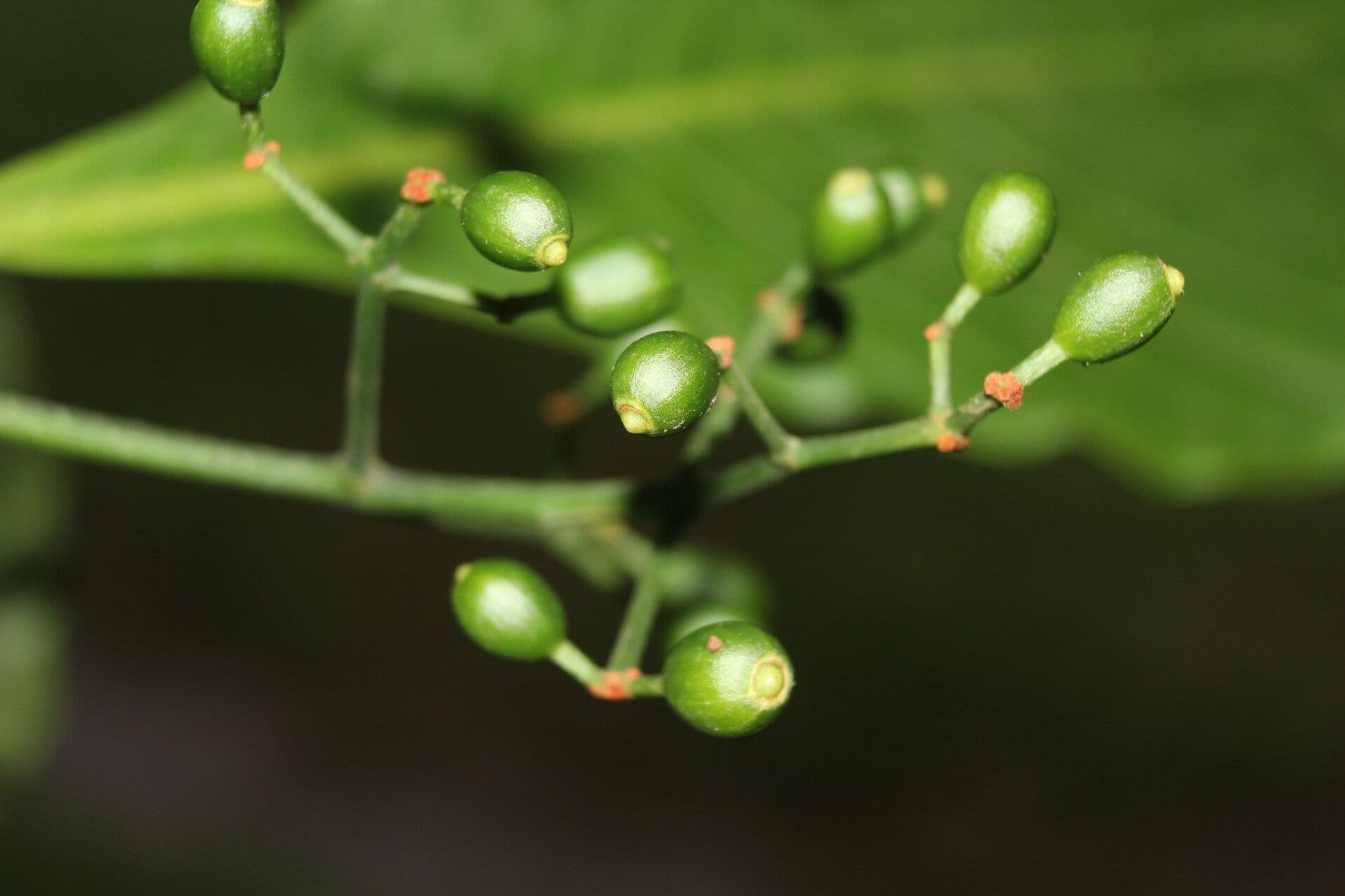 Psychotria