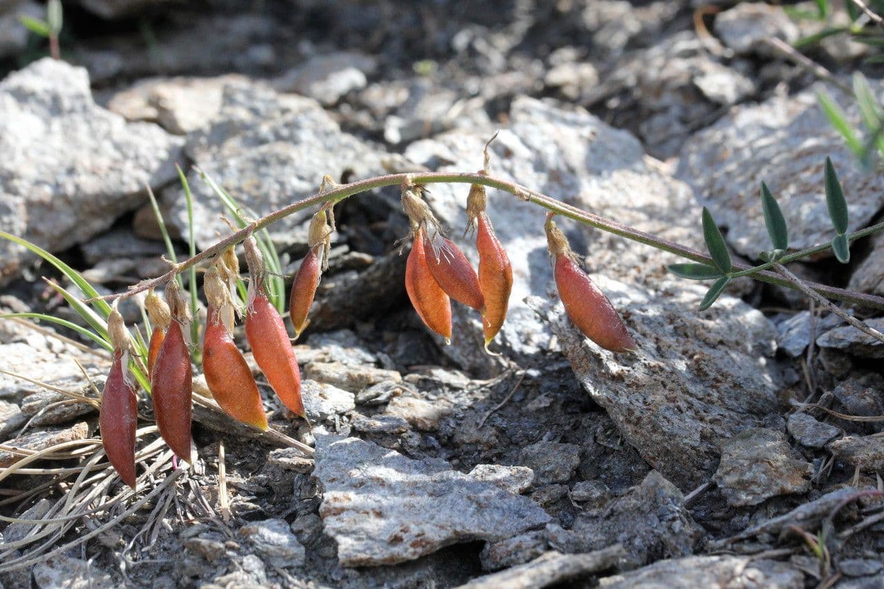 Astragalo austriaco 4