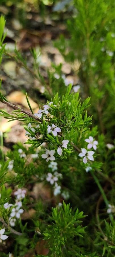 Diosma 3