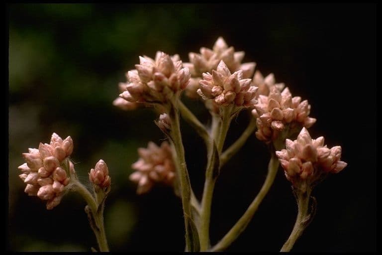Pseudognaphalium ramosissimum 5