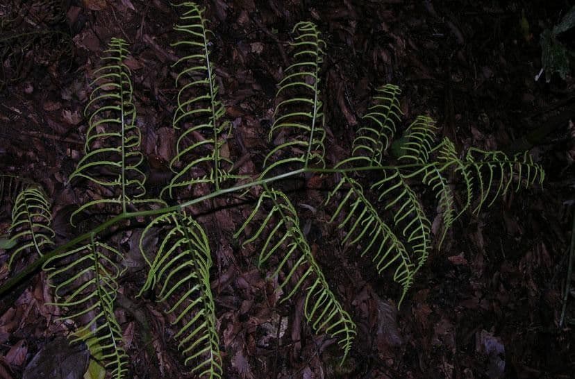 Polybotrya 5