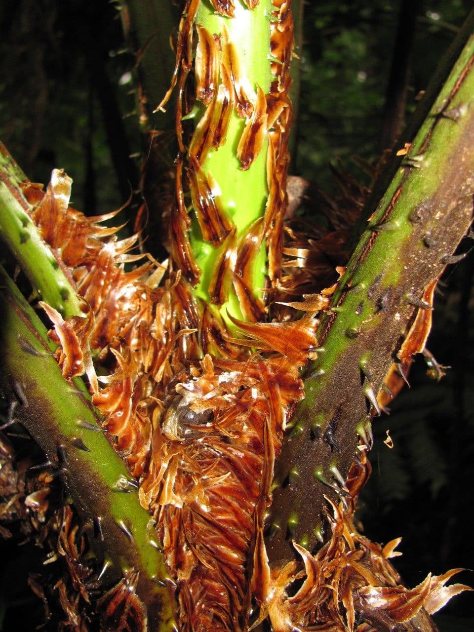 Paproć drzewiasta 7