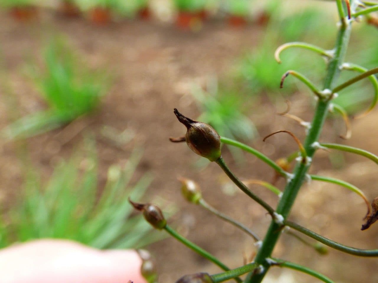 Bulbine arbustiva 4