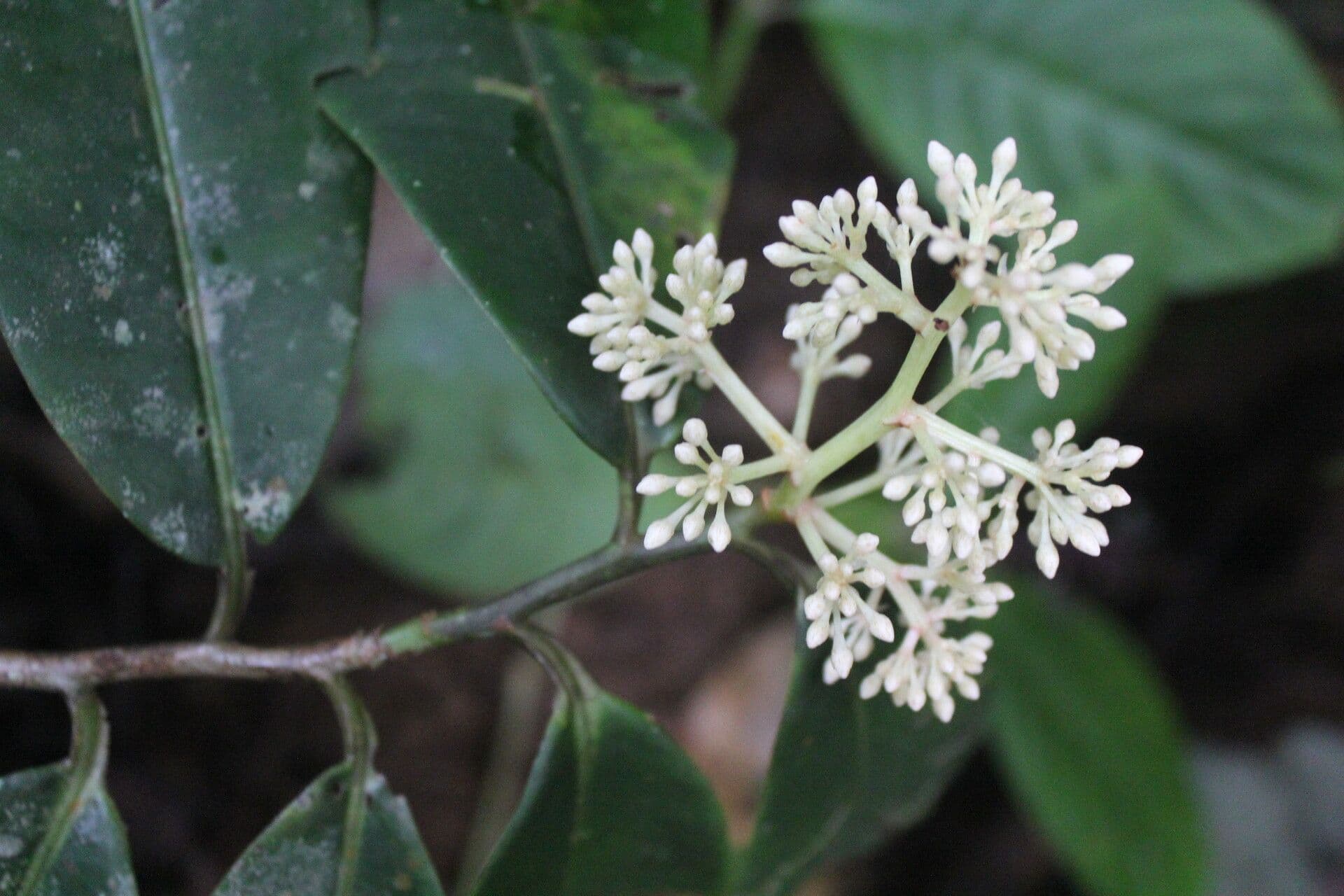 Ardisia 7