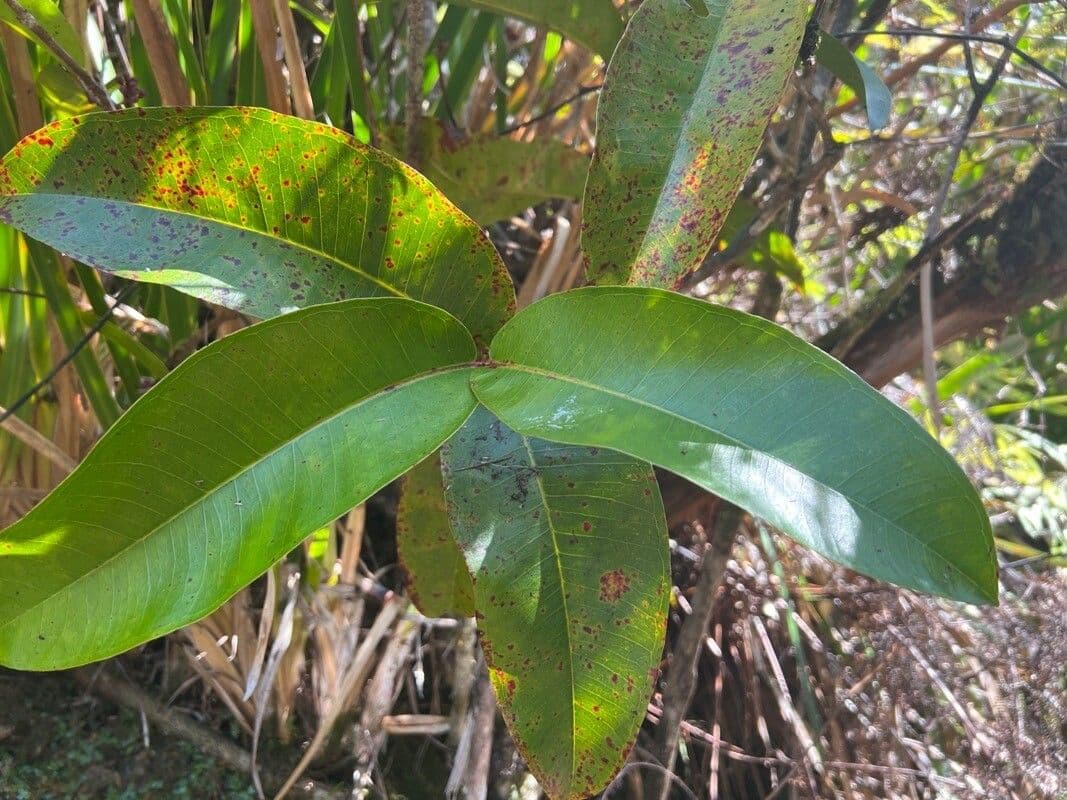 Syzygium 20