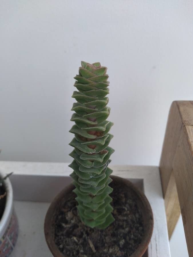 Crassula perforata 12