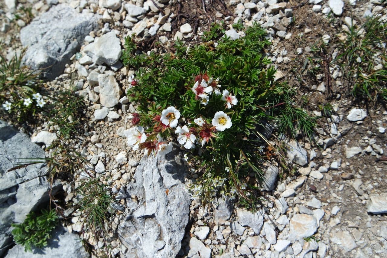Mochna Clusiova 3