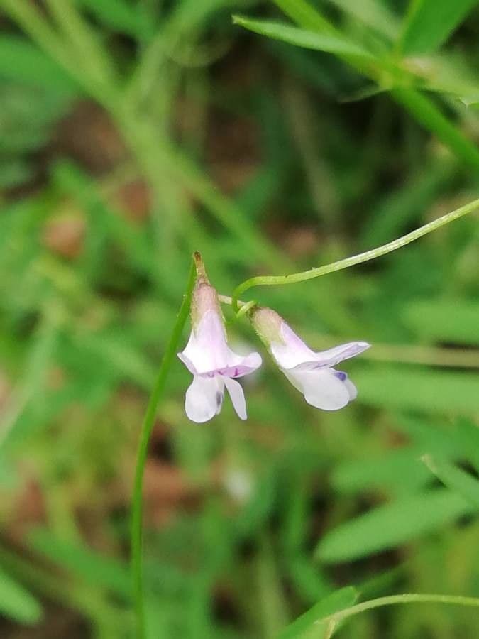 Vesce à petites fleurs 7