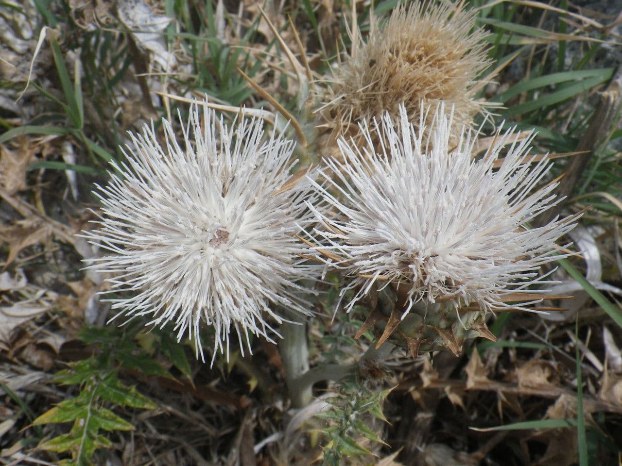 Carciofo 7