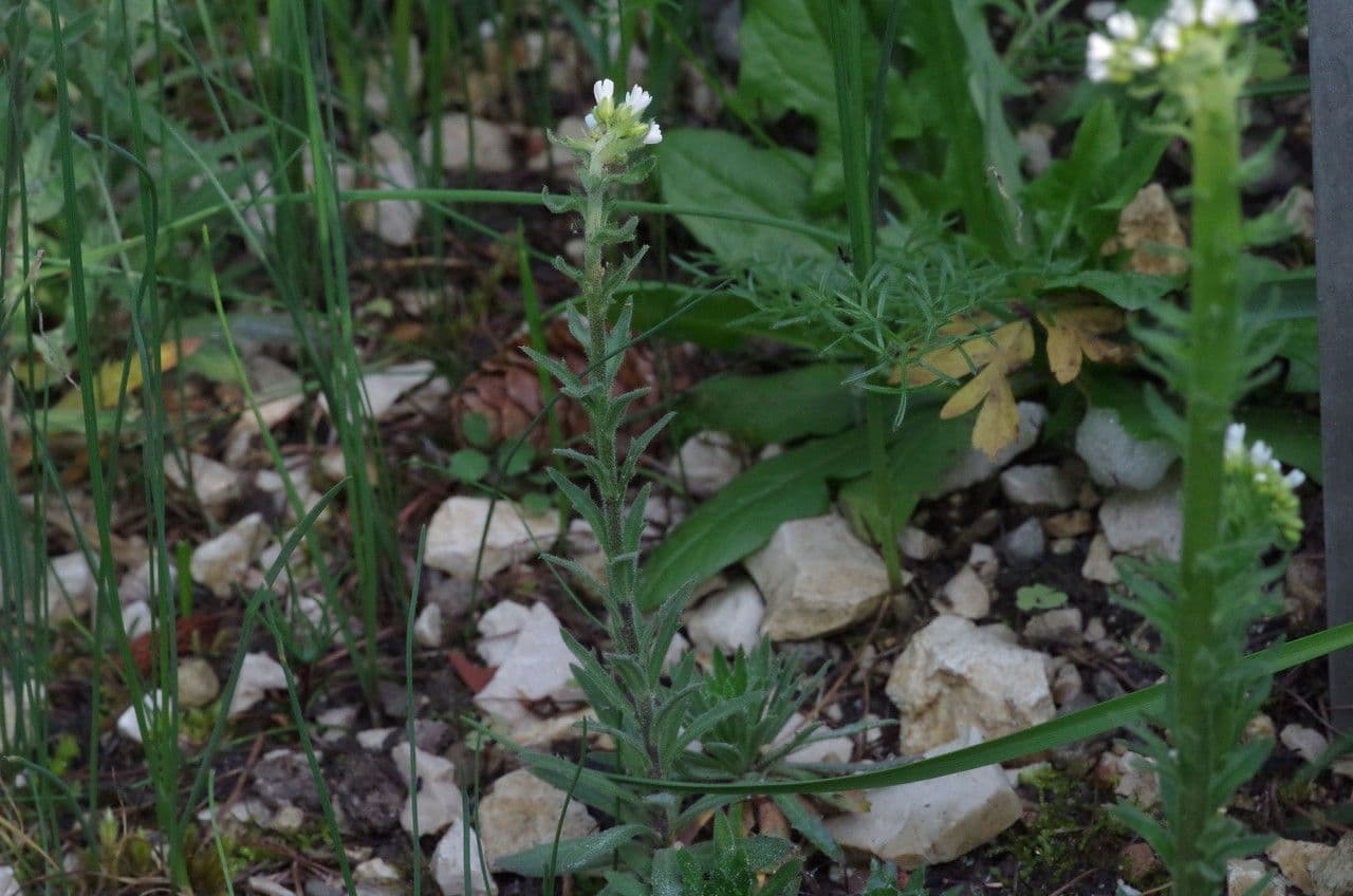 Draba incana 9