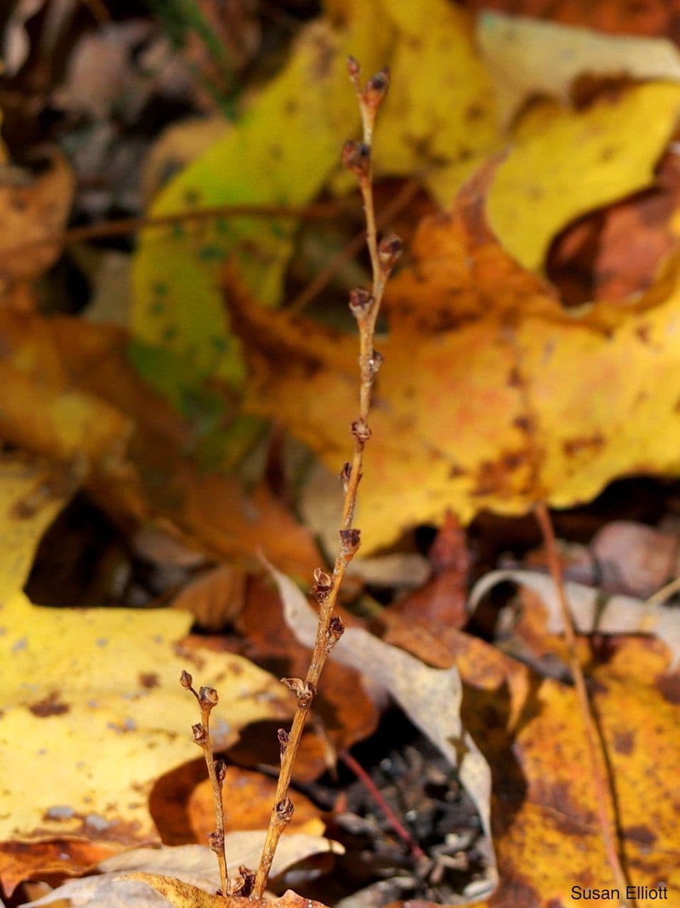 Epifagus virginiana 21