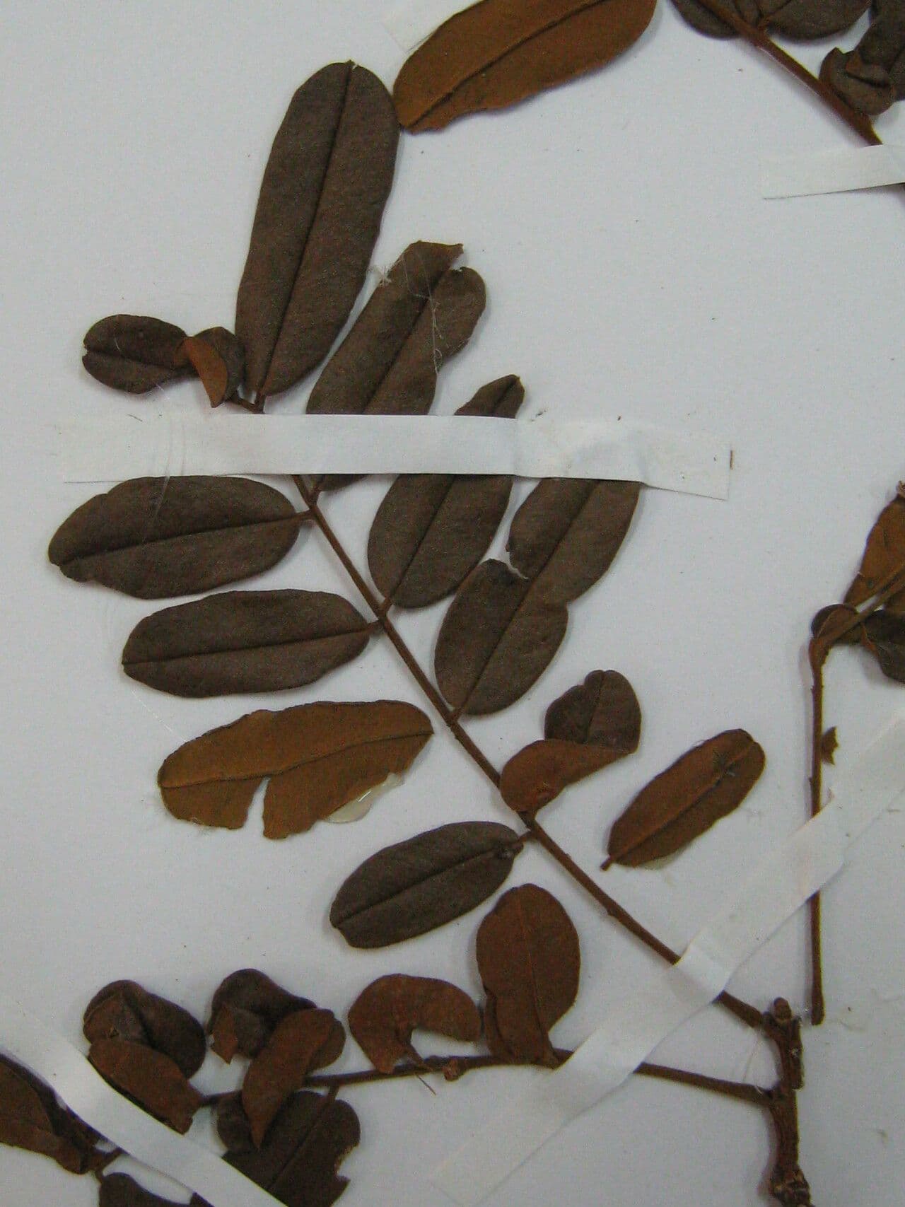 Hymenolobium 12
