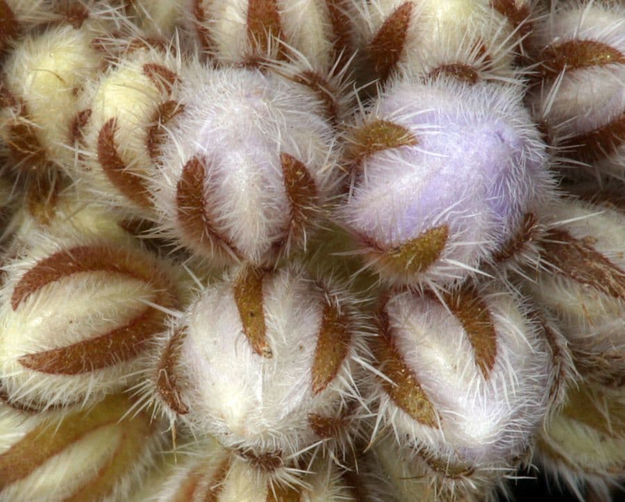 Hydrophyllum
