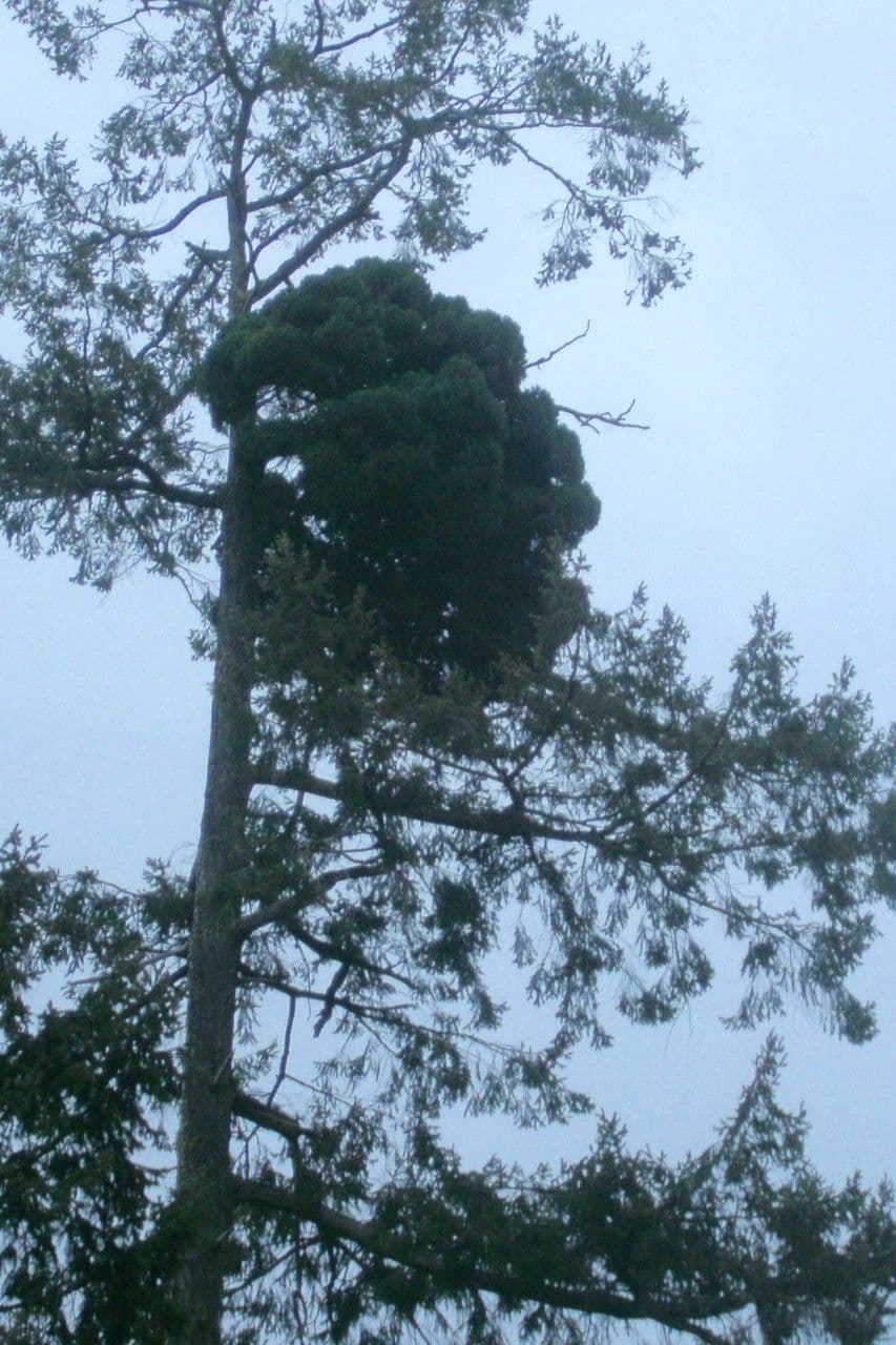 Škorice 2
