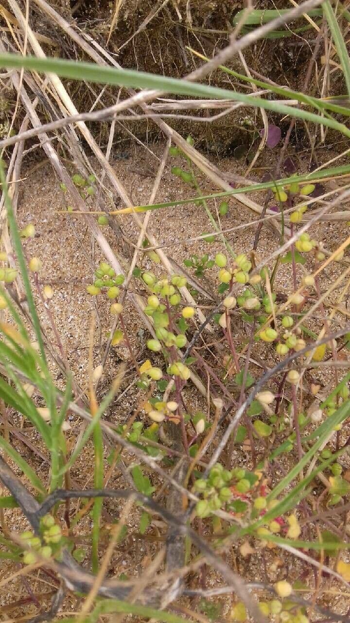 Coclearia danese 4