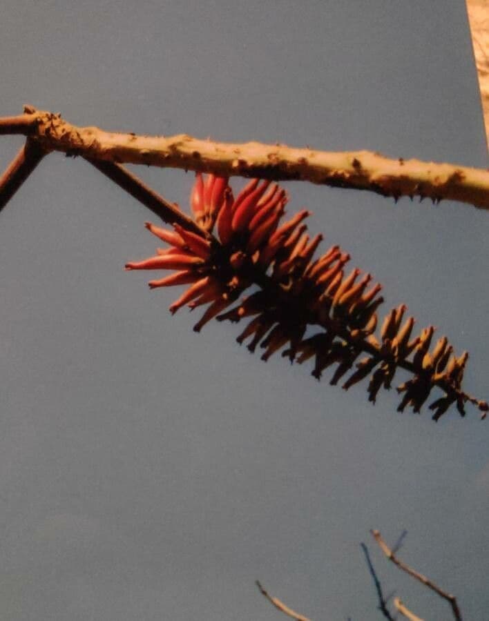Albero corallo comune 24