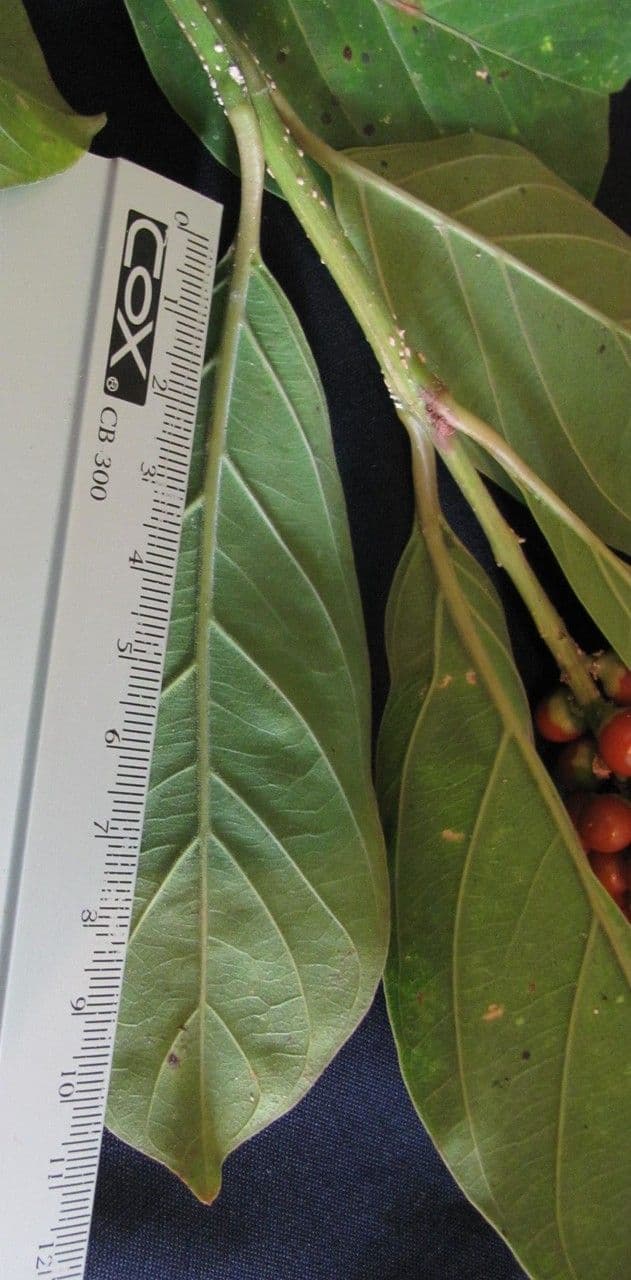 Citharexylum 6