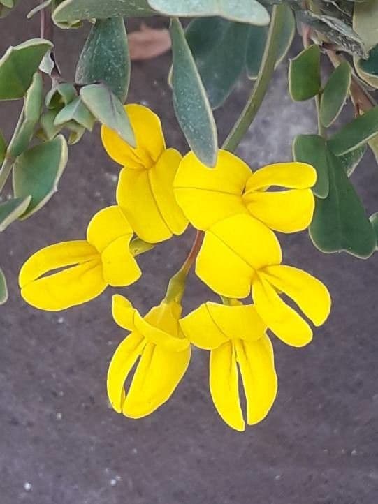 Coronilla valentina 8