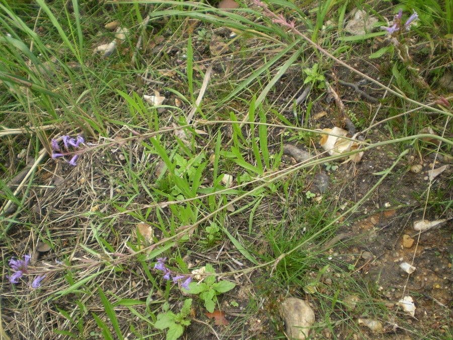 Lobelia urens 8