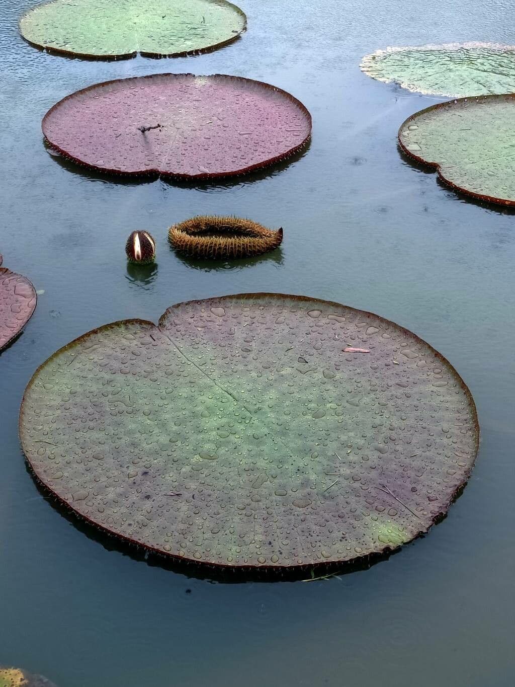 Riesen-Seerose 15