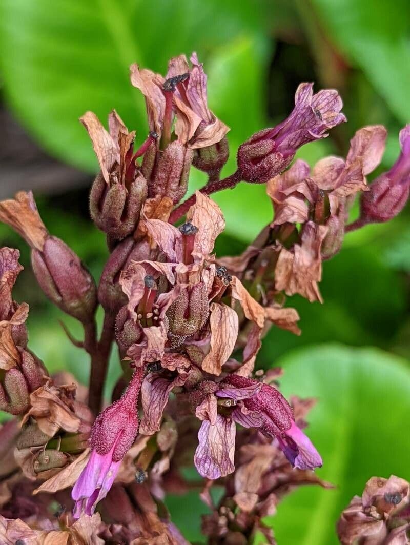 Bergenia purpurowa
