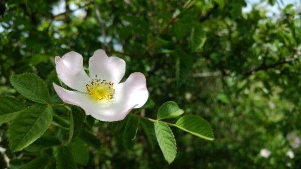 Rosa selvatica comune 6