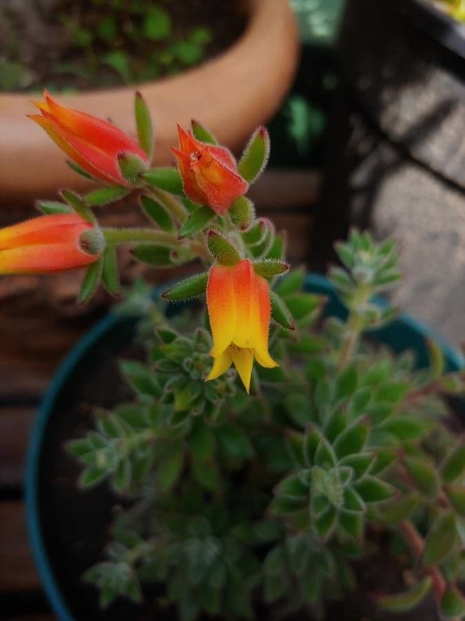Echeveria 3