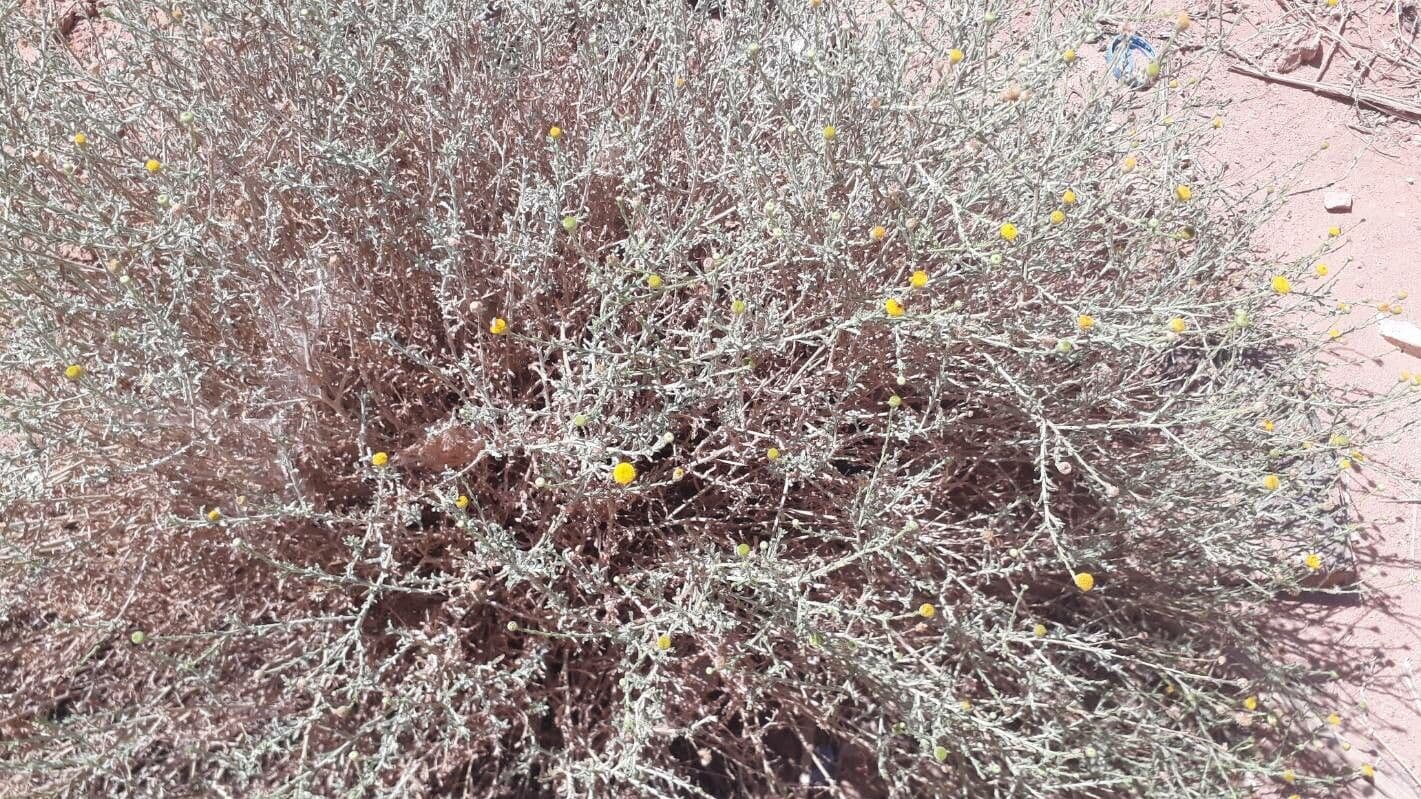 Pulicaria 9